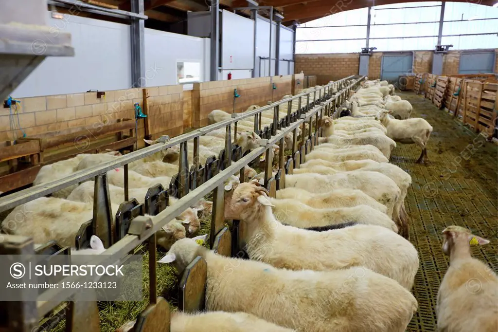 Sheep farm  Latxa breed  Gomiztegi Baserria, Arantzazu, Oñati, Gipuzkoa, Basque Country, Spain.