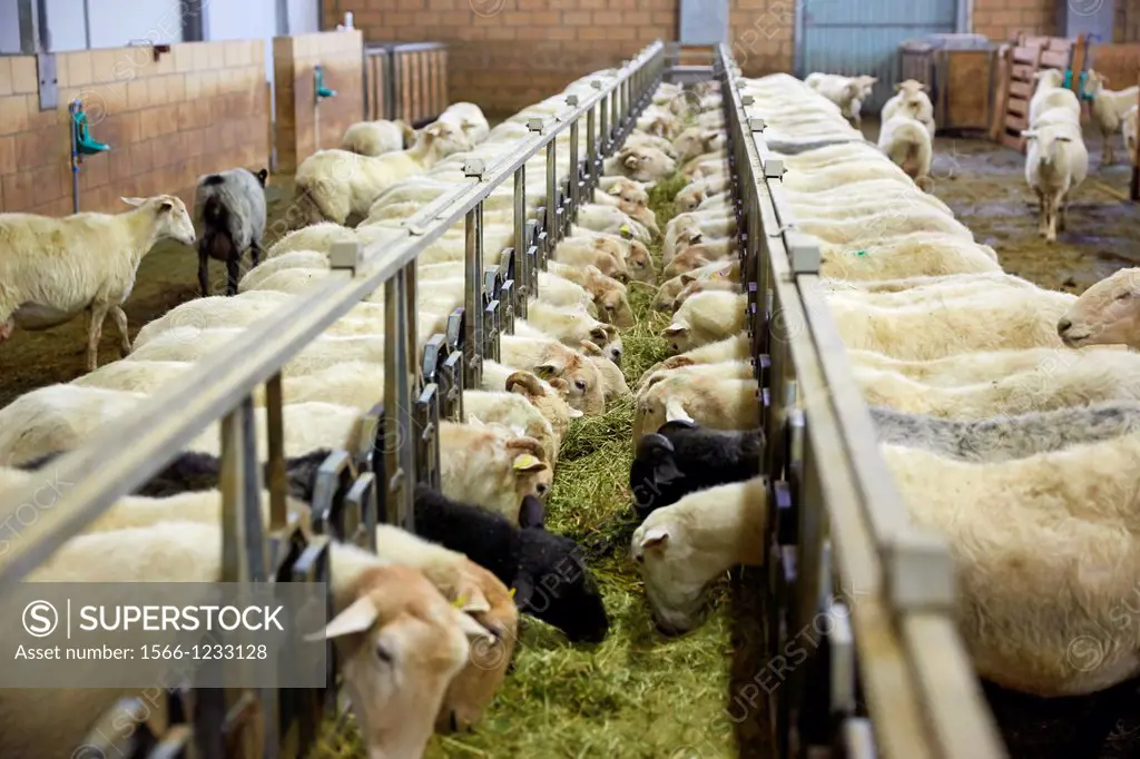 Sheep farm  Latxa breed  Gomiztegi Baserria, Arantzazu, Oñati, Gipuzkoa, Basque Country, Spain.