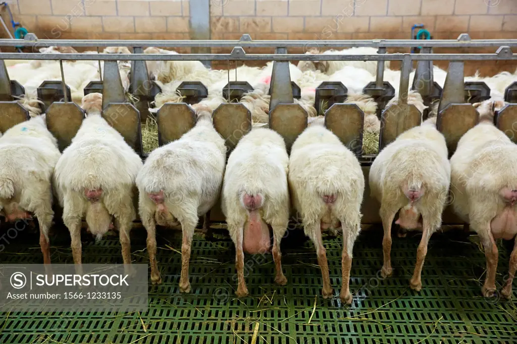 Sheep farm  Latxa breed  Gomiztegi Baserria, Arantzazu, Oñati, Gipuzkoa, Basque Country, Spain.