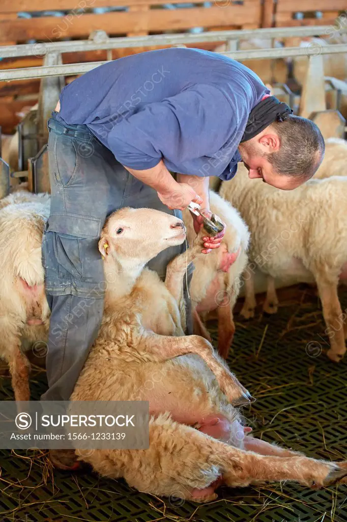 Farmer cutting the hooves of a sheep pregnant  Sheep farm  Latxa breed  Gomiztegi Baserria, Arantzazu, Oñati, Gipuzkoa, Basque Country, Spain.
