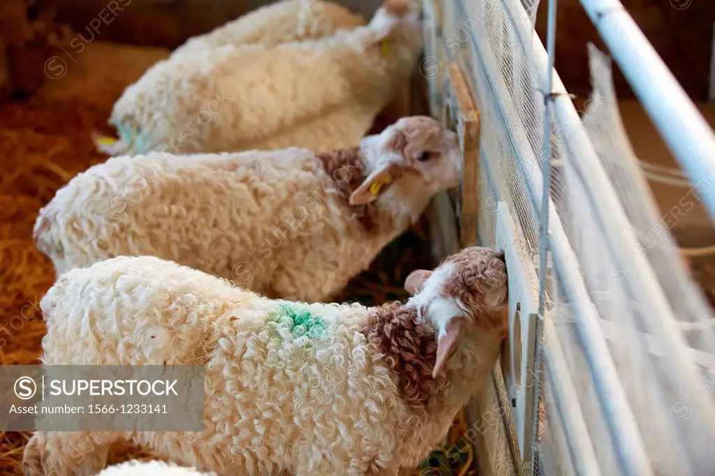 Newborn lamb feeding  Sheep farm  Latxa breed  Gomiztegi Baserria, Arantzazu, Oñati, Gipuzkoa, Basque Country, Spain.