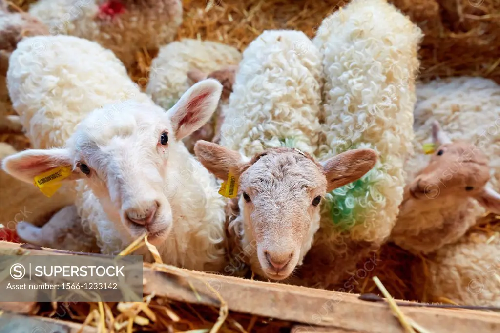 Newborn lambs  Sheep farm  Latxa breed  Gomiztegi Baserria, Arantzazu, Oñati, Gipuzkoa, Basque Country, Spain.
