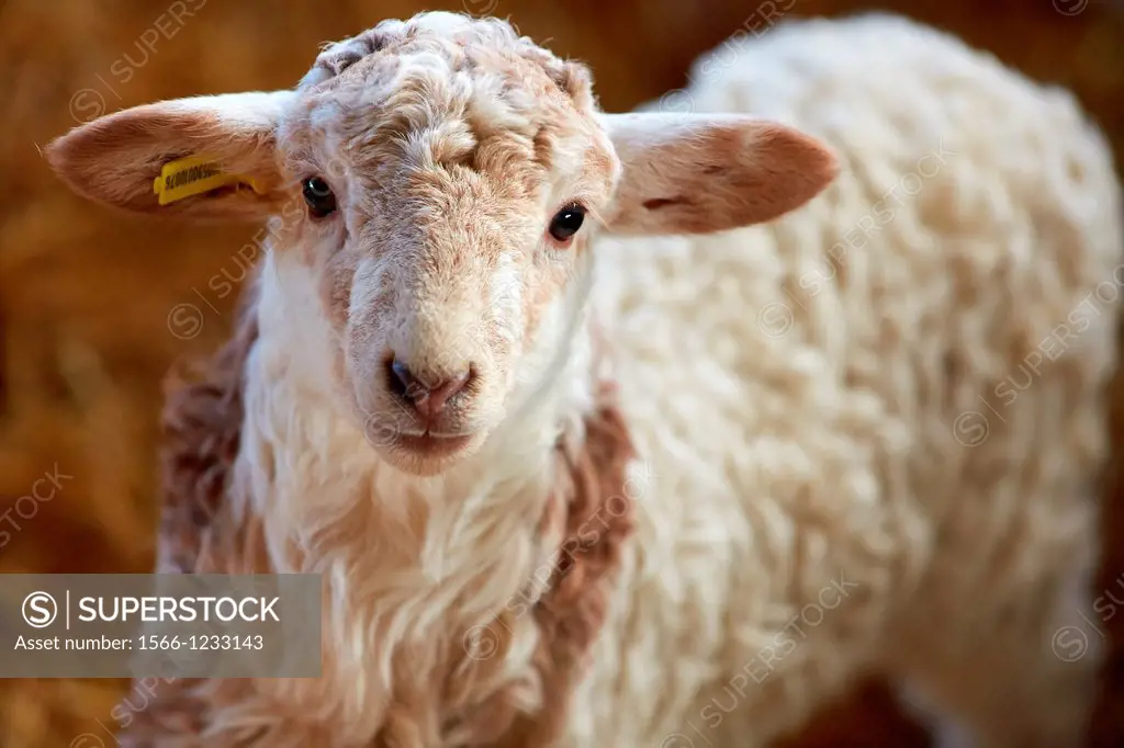 Newborn lambs  Sheep farm  Latxa breed  Gomiztegi Baserria, Arantzazu, Oñati, Gipuzkoa, Basque Country, Spain.