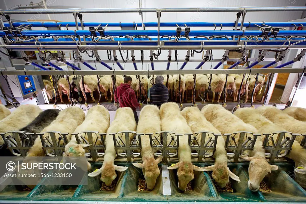Milking sheep  Dairy sheep being milked at a farm  The farmers are attaching suction tubes to the sheep´s udders  These tubes rhythmically suck on the...