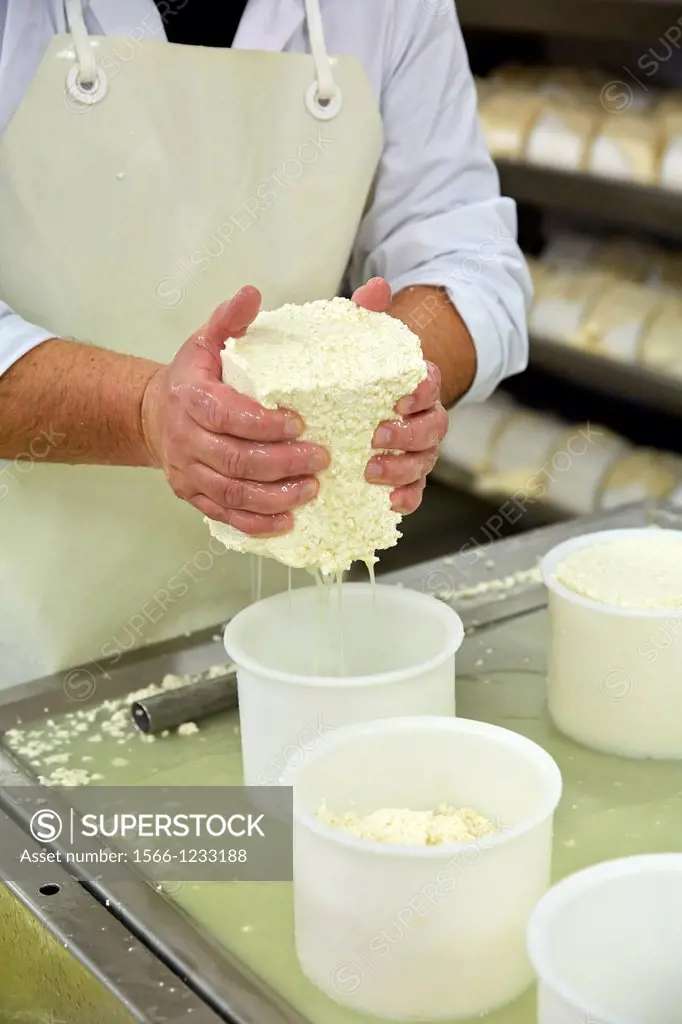 Making cheese from sheep´s milk Latxa  Designation of origin ´Idiazabal´  Cheese factory  Gomiztegi Baserria, Arantzazu, Oñati, Gipuzkoa, Basque Count...