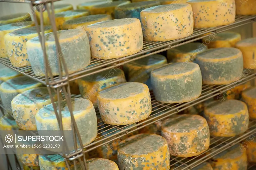 Making cheese from sheep´s milk Latxa  Designation of origin ´Idiazabal´  Cheese factory  Gomiztegi Baserria, Arantzazu, Oñati, Gipuzkoa, Basque Count...