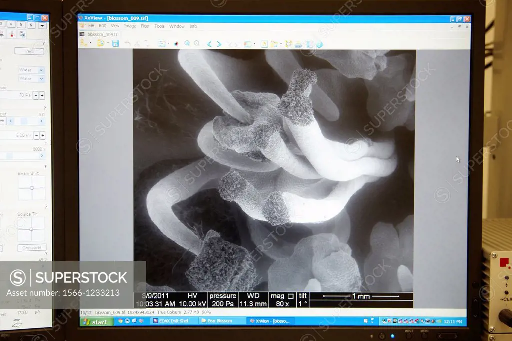 Pear blossom image, Environmental Scanning Electron Microscope ESEM QuantaTM 250 FEG provides access to studies of wet biological samples, nano-bio co...