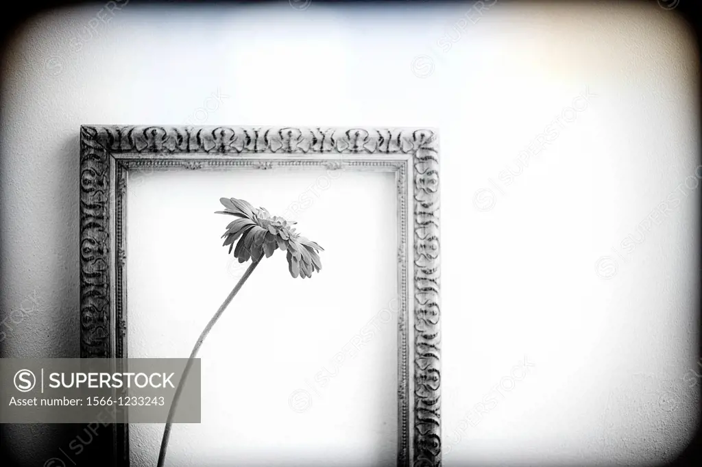 flower framed with antique frame,