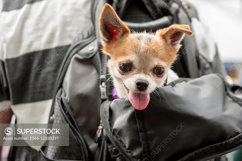 A Chihuahua dog, with its head sticking out of a backpack on a persons back.
