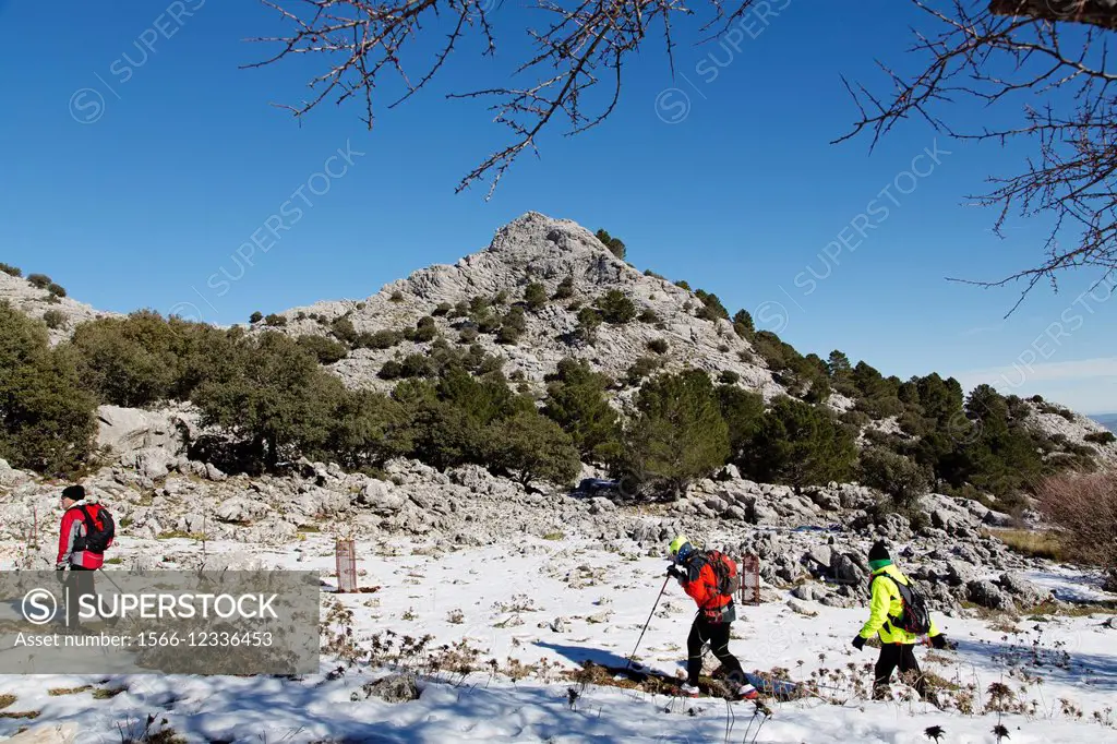 Hikers on snow covered footpath, Sierra de Grazalema, Cadiz province, Andalusia, Spain