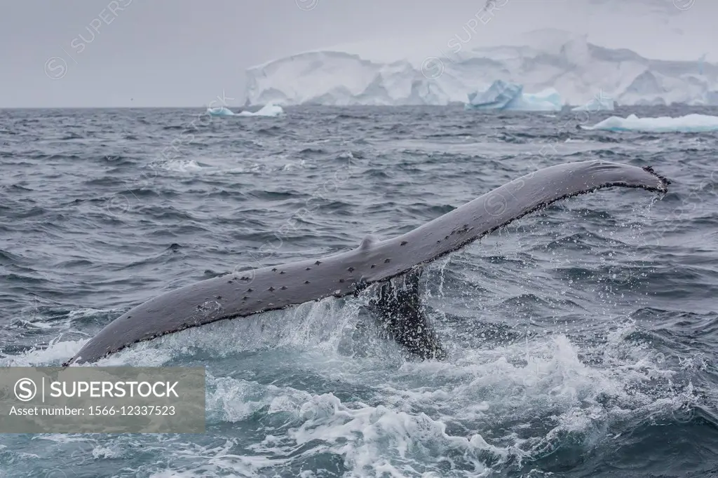 Adult humpback whale, Megaptera novaeangliae, flukes-up dive in Orne Harbor, Antarctica.