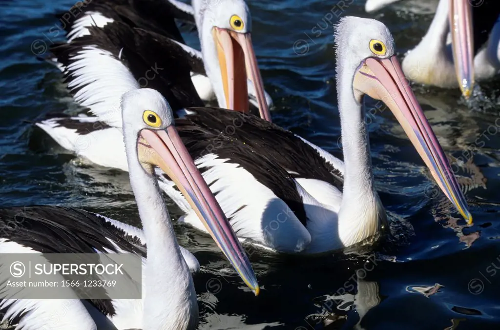 Australian Pelican Pelecanus conspicillatus. Smiths Lake. Myalls Lakes National Park. New South Wales. Australia