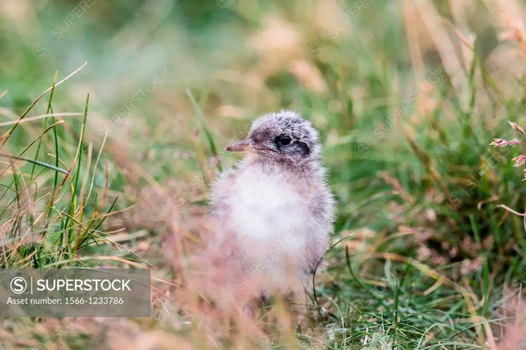 Arctic tern, Sterna paradisaea, chick waiting for adult, Flatey Island, Iceland