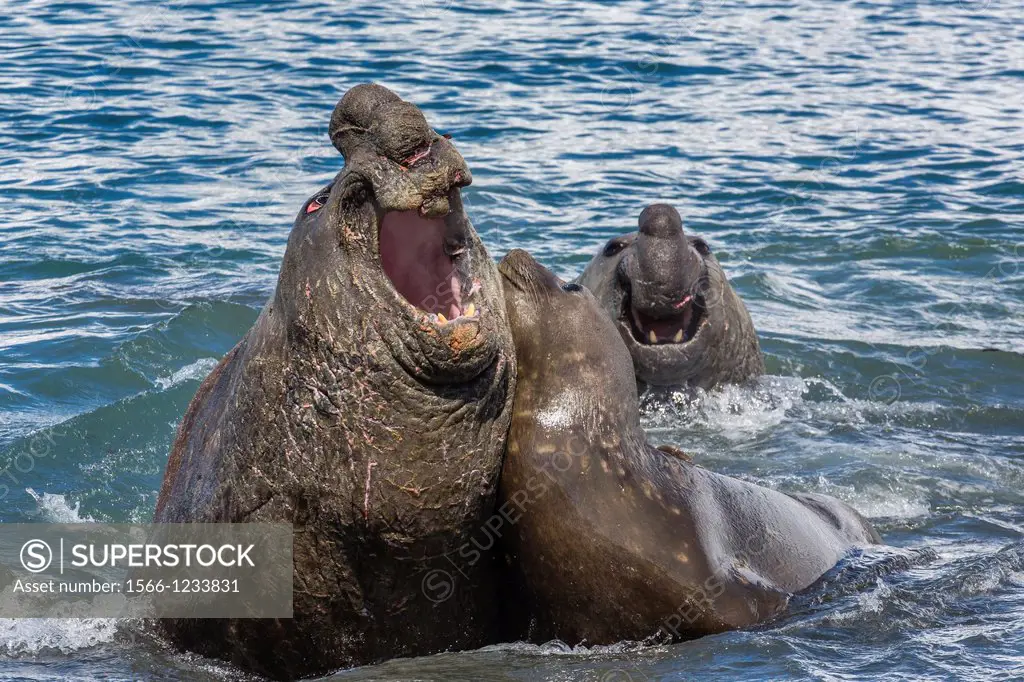 Southern elephant seal bull Mirounga leonina being challenged by another bull during mating at Gold Harbour, South Georgia, South Atlantic Ocean