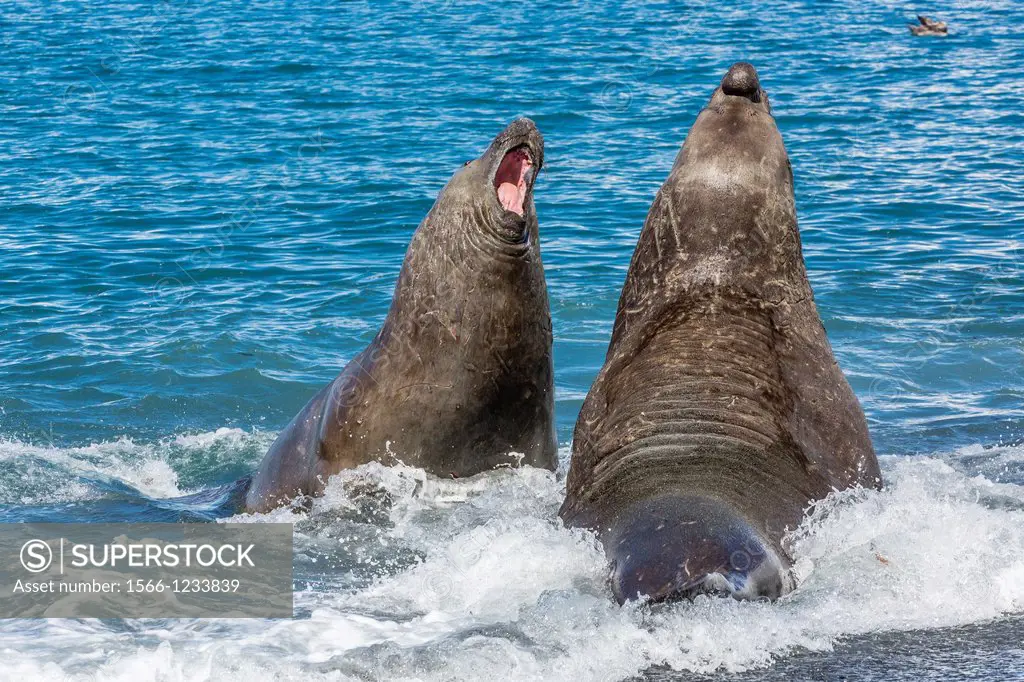 Southern elephant seal bull Mirounga leonina being challenged by another bull for the right to mate at Gold Harbour, South Georgia, South Atlantic Oce...