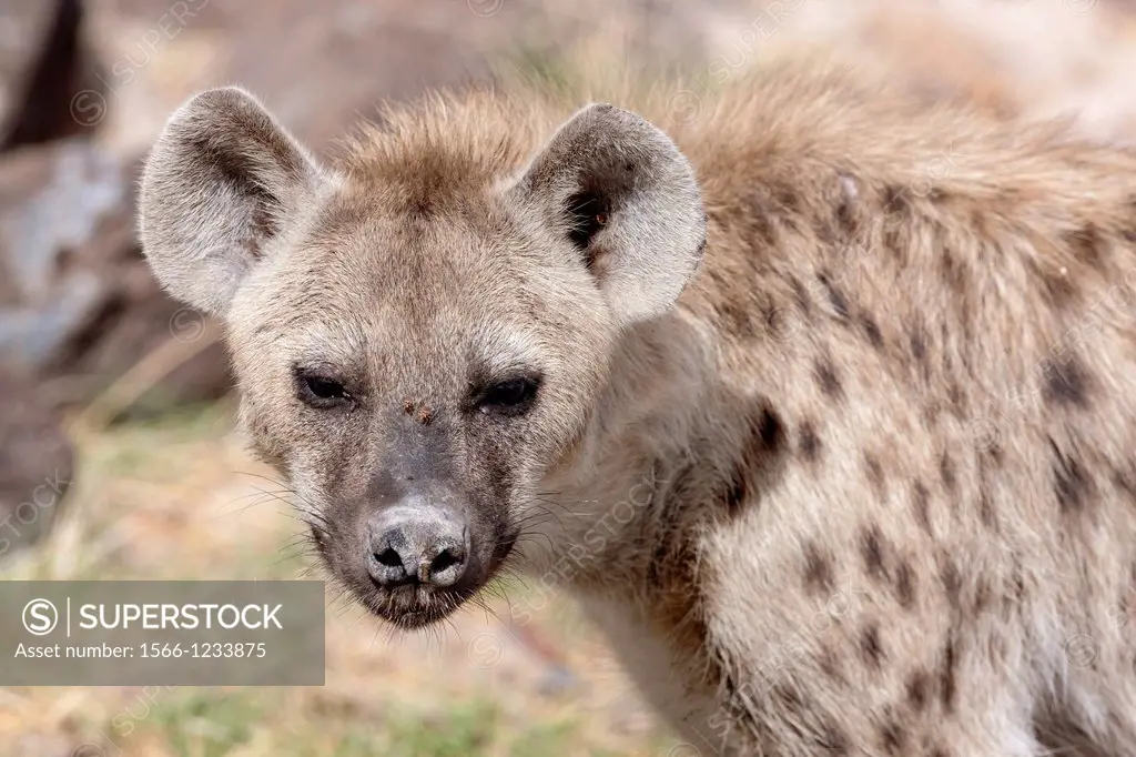 Spotted Hyena Crocuta crocuta also called Laughing Hyena, in Amboseli  Africa, East Africa, Kenya, Amboseli, December