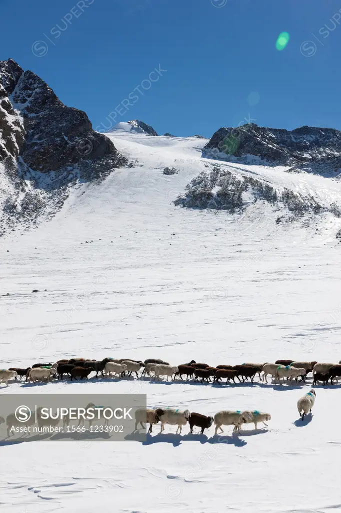 Transhumance - the great sheep trek across the main alpine crest in the Oetztal Alps between South Tyrol, Italy, and North Tyrol, Austria  Sheep trek ...