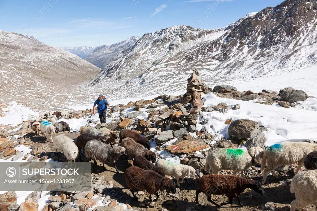 Transhumance - the great sheep trek across the main alpine crest in the Oetztal Alps between South Tyrol, Italy, and North Tyrol, Austria  Sheep trek ...