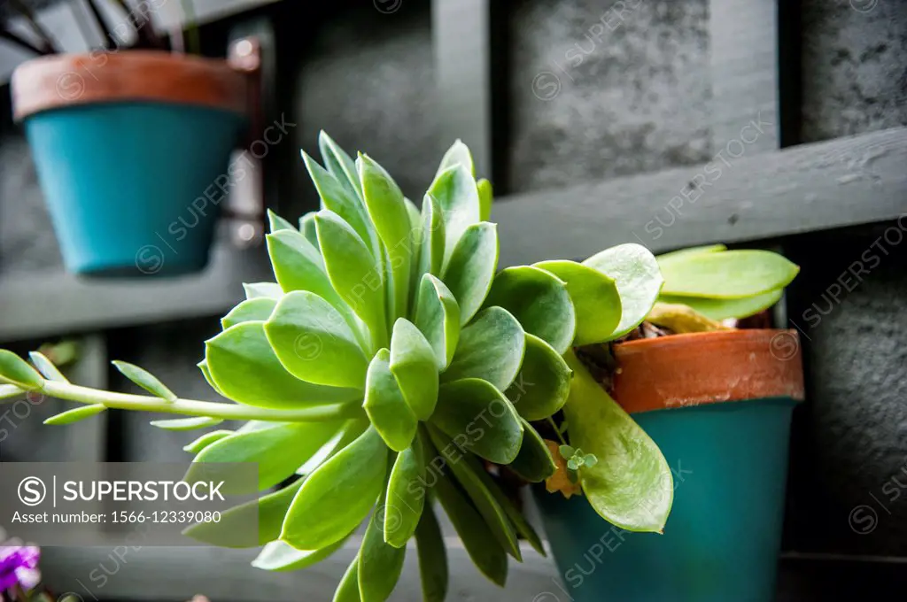 Succulent plant growing in a pot mounted to a wall.
