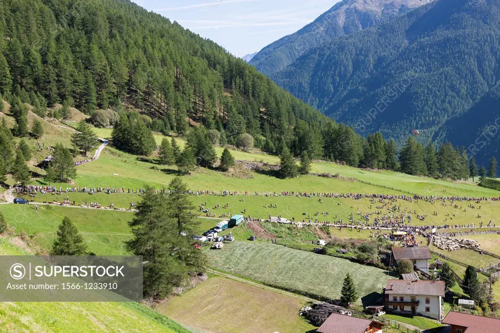 Transhumance - the great sheep trek across the main alpine crest in the Oetztal Alps between South Tyrol, Italy, and North Tyrol, Austria  The sheep a...