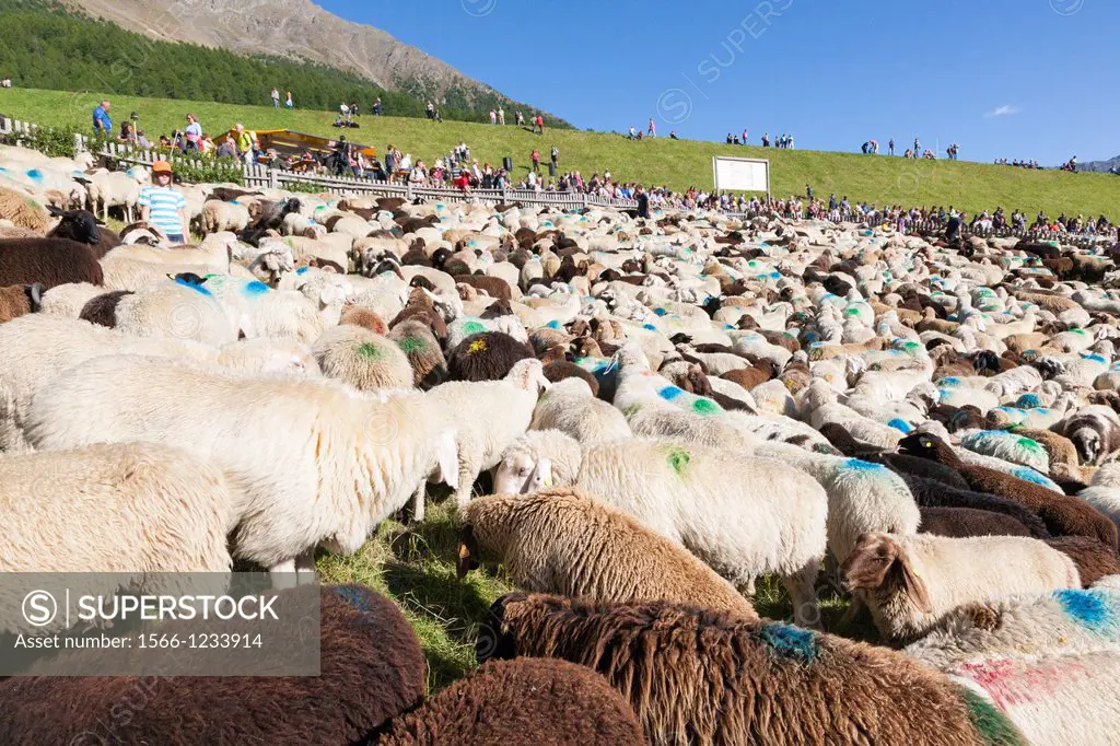 Transhumance - the great sheep trek across the main alpine crest in the Oetztal Alps between South Tyrol, Italy, and North Tyrol, Austria  The sheep a...