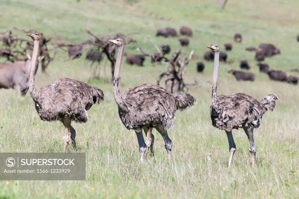 Ostrich Struthio camelus, subspecies North african ostrich Struthio camelus molybdophanes walking through high gras in the Lewa Wildlife Conservancy  ...