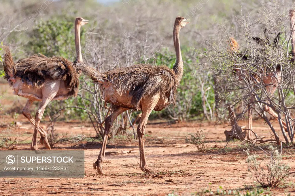 Ostrich Struthio camelus, subspecies Maasai Ostrich, struthio camelus massaicus  Africa, East Africa, Kenya, Tsavo-West NP, December