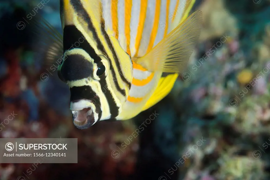 Ornate butterflyfish, Chaetodon ornatissimus.
