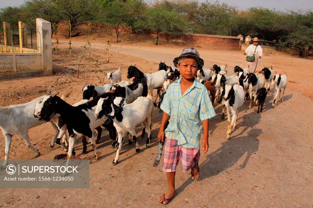 A boy Shepherd and his goats, Myanmar, Burma, Asia