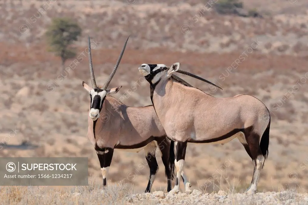 Gemsboks, Oryx Gazella, Kgalagadi Transfrontier Park, Northern Cape, South Africa