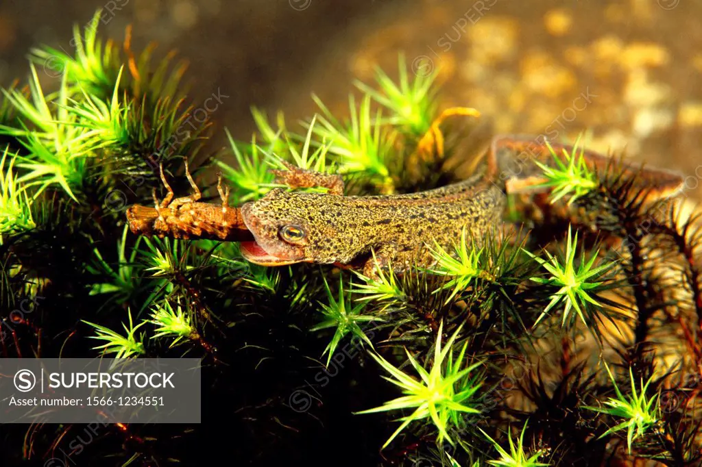 Freshwater Rivers, Bosca´s newt (Triturus boscai or Lissotriton boscai) devouring Dragonfly larvae (Aeshna cyanea), Oitaven river, Galicia, Spain.