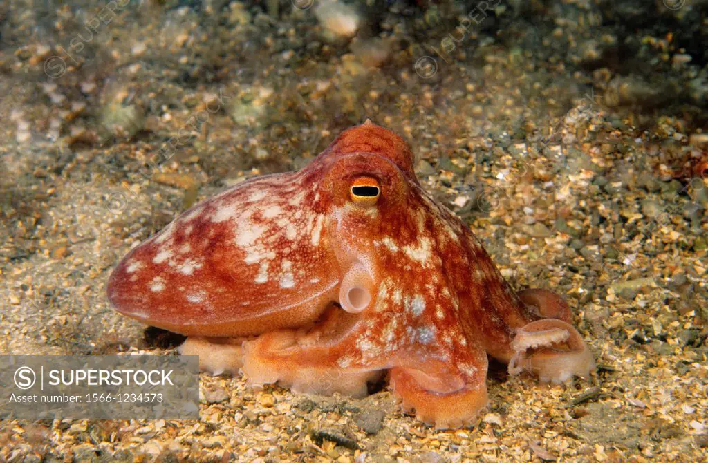 Lesser octopus, Horned Octopus (Eledone cirrhosa), Eastern Atlantic, Galicia, Spain