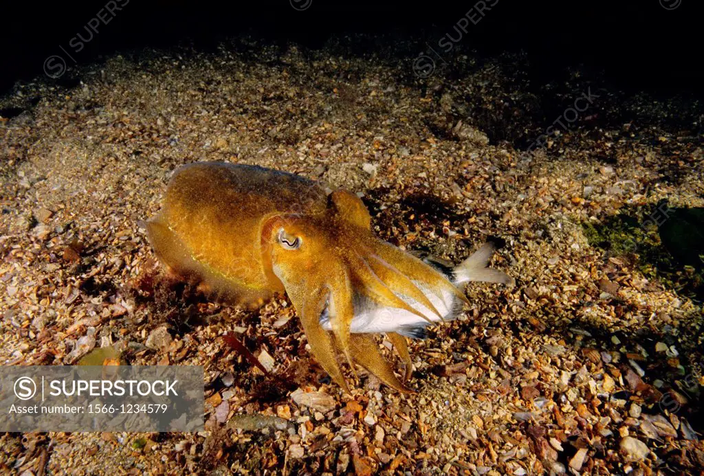 Cuttlefish (Sepia officinalis) devouring Common two-banded sea bream (Diplodus vulgaris ) Eastern Atlantic, Galicia, Spain