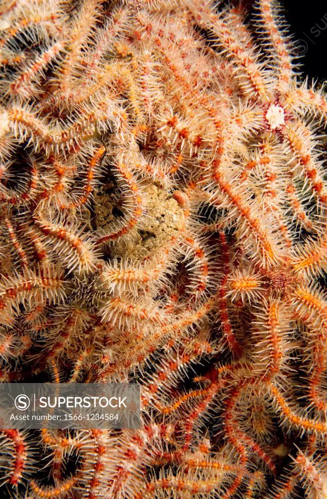 Grouping of fine spines brittlestars, Common brittle star (Ophiothrix fragilis). Eastern Atlantic, Galicia, Spain