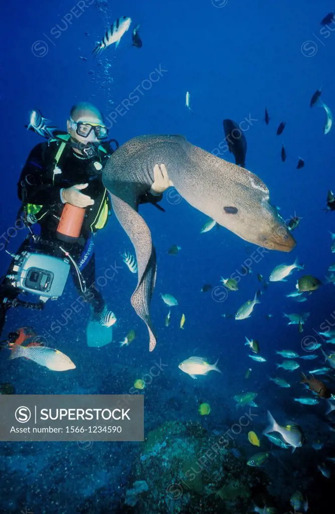 Diver with Giant moray (Gymnothorax javanicus), Mauritius Island, Republic of Mauritius, Southwestern Indian Ocean
