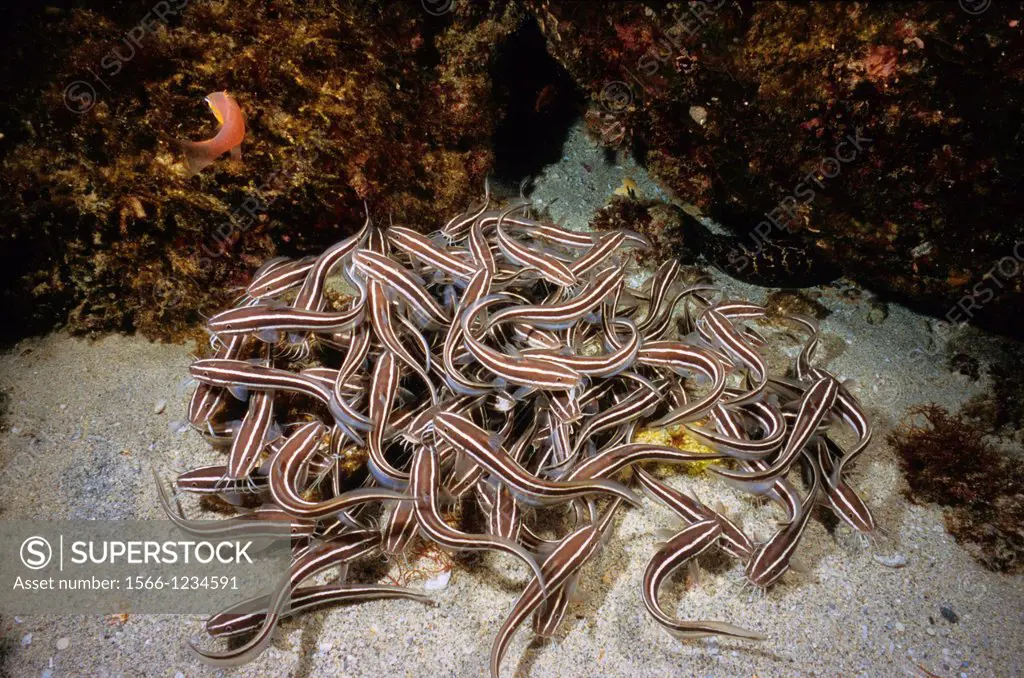 Striped eel catfish, Stinging catfish, Poisonous striped catfish Plotosus lineatus  Mauritius, Indian Ocean