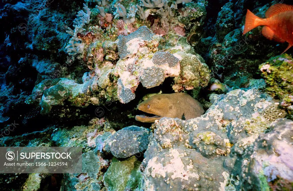 Giant moray (Gymnothorax javanicus), Mauritius Island, Republic of Mauritius, Southwestern Indian Ocean