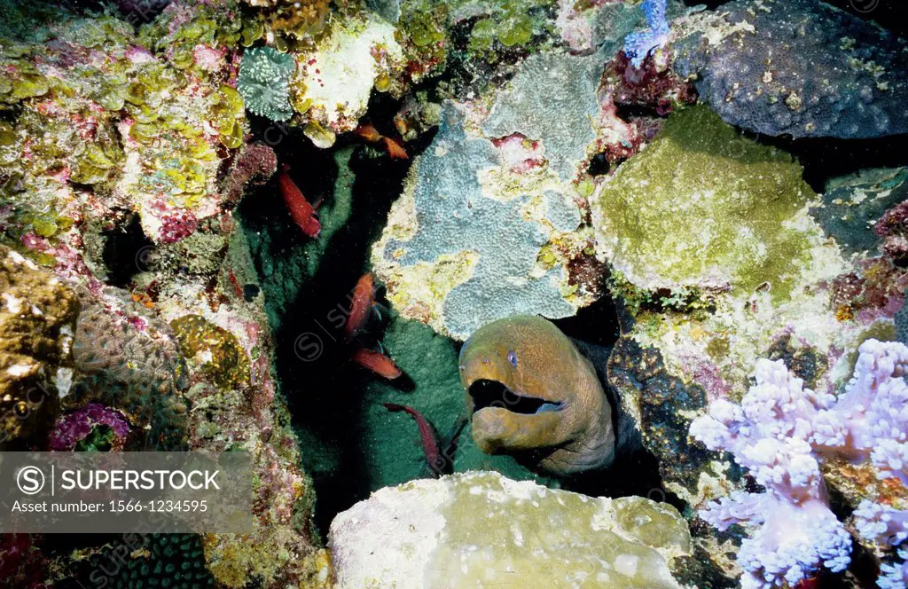 Giant moray (Gymnothorax javanicus), Mauritius Island, Republic of Mauritius, Southwestern Indian Ocean