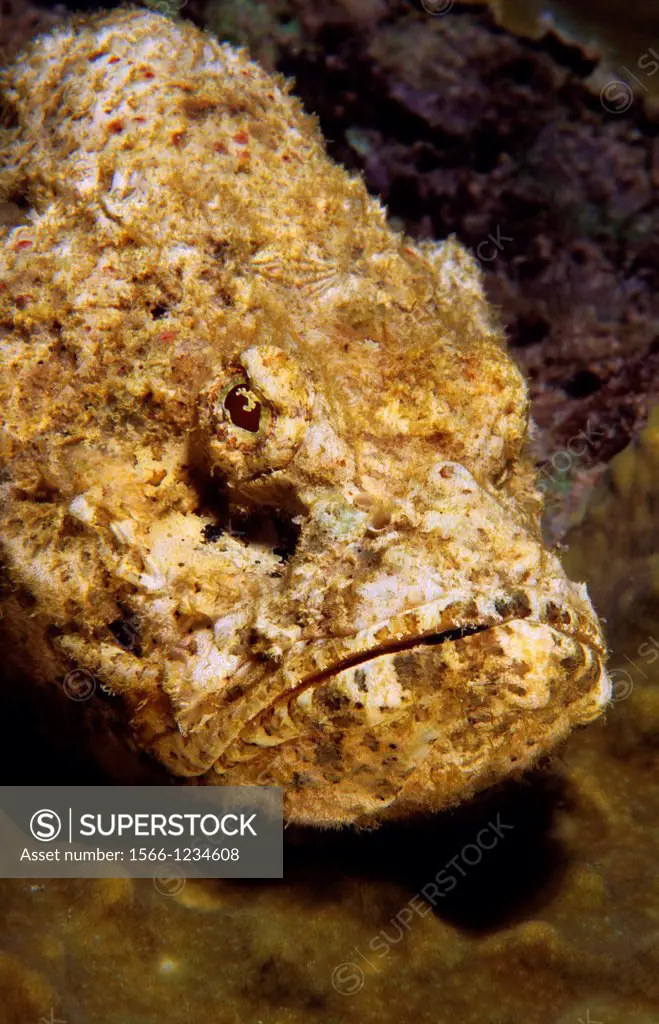 Stonefish (Synanceia verrucosa), Mauritius, Indian Ocean