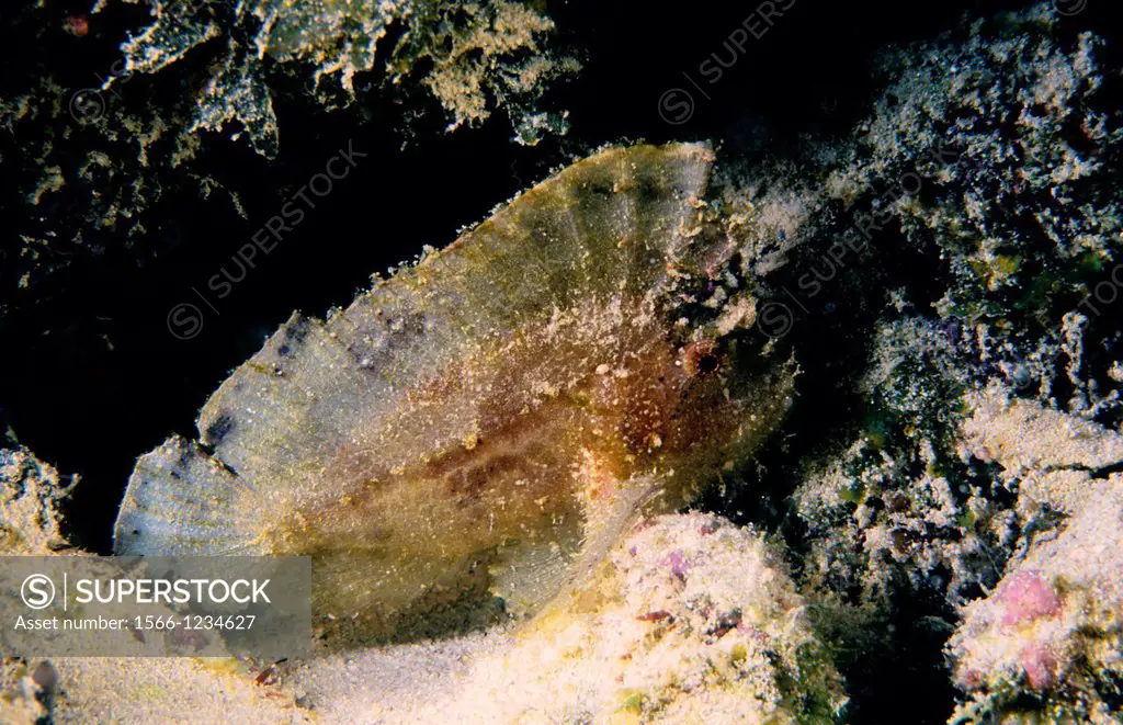 Leaf scorpionfish Taenianotus triacanthus  Mauritius Island  Republic of Mauritius  Southwestern Indian Ocean