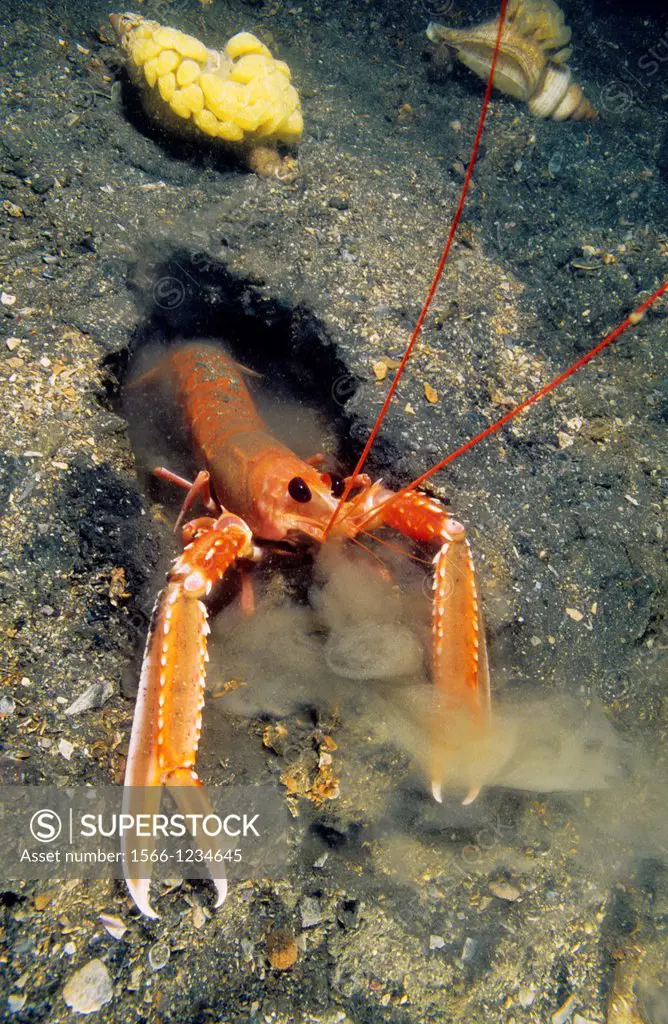 Spain, Galicia, Norway lobster, Dublin bay prawn, Scampi, Nephrops norvegicus digging out hide