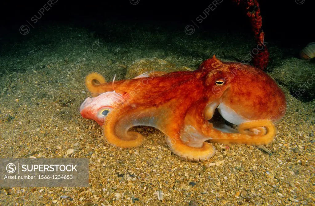 Lesser octopus (Eledone cirrhosa) devouring Red gurnard (Chelidonichthys cuculus). Eastern Atlantic, Galicia, Spain