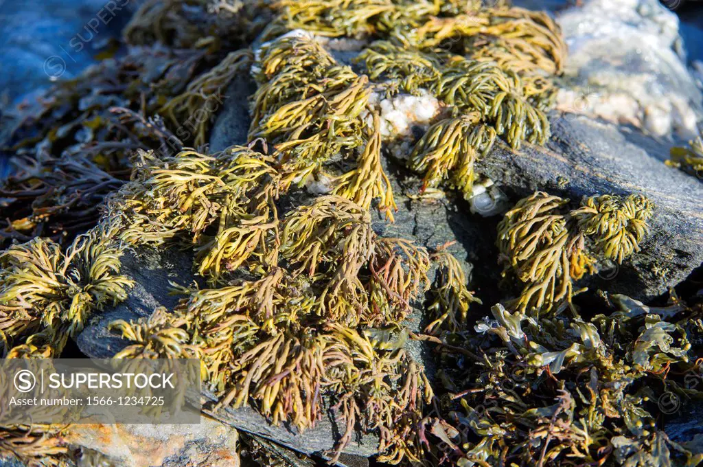 Algae growing on the rocks in a Norwegian Sea rocky beach, Tromso, Norway