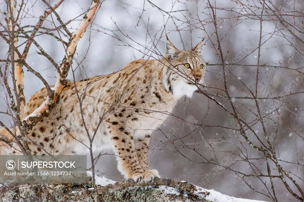 Eurasian Lynx Lynx lynx female in winter fur over snow and climbing on Birch trees under snowfall, controlled conditions, Norway