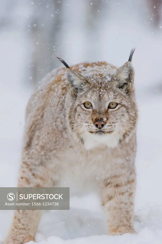 Eurasian Lynx Lynx lynx in winter fur over snow and under snowfall, controlled conditions, Norway