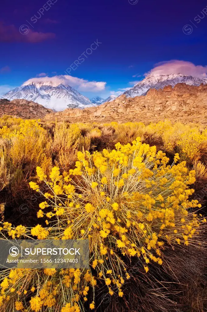 Dawn light on rabbitbrush and the Sierra crest from Buttermilk Country, Inyo National Forest, California USA.