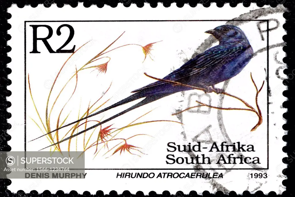 Blue Swallow, Hirundo atrocaerulea, Golondrina Azul, Animal stamp, South Africa