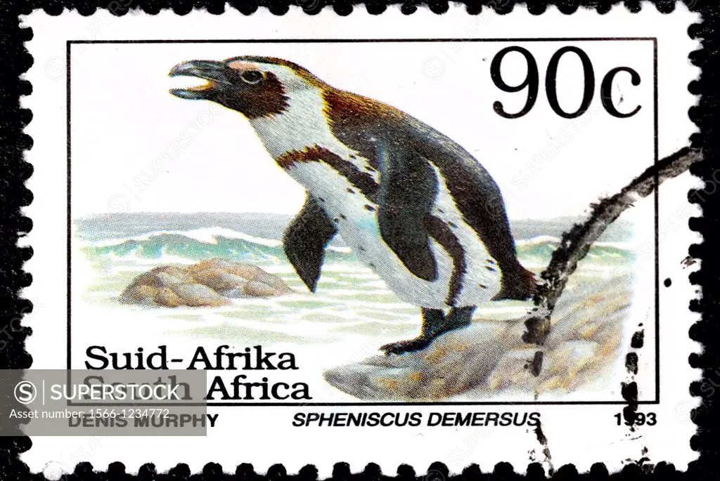 Jackass Penguin, Spheniscus demersus, Pingüino de El Cabo, South Africa