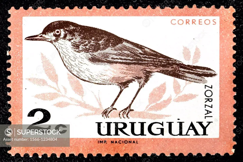 Thrush, Zorzal, Animal Stamps, Uruguay