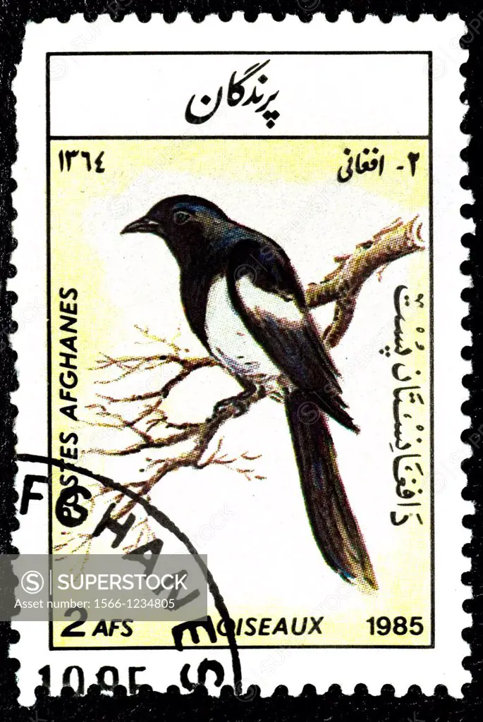 Eurasian Magpie, Pica pica, Urraca Común, Animal Stamps